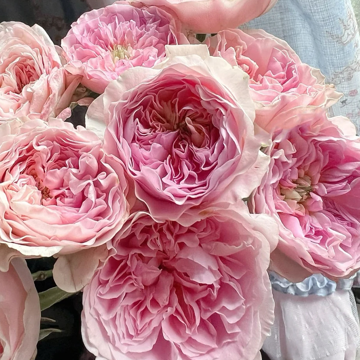 AUStew English Wedding Shrub Rose