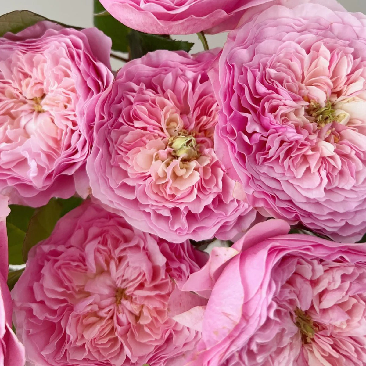 AUStew English Wedding Shrub Rose