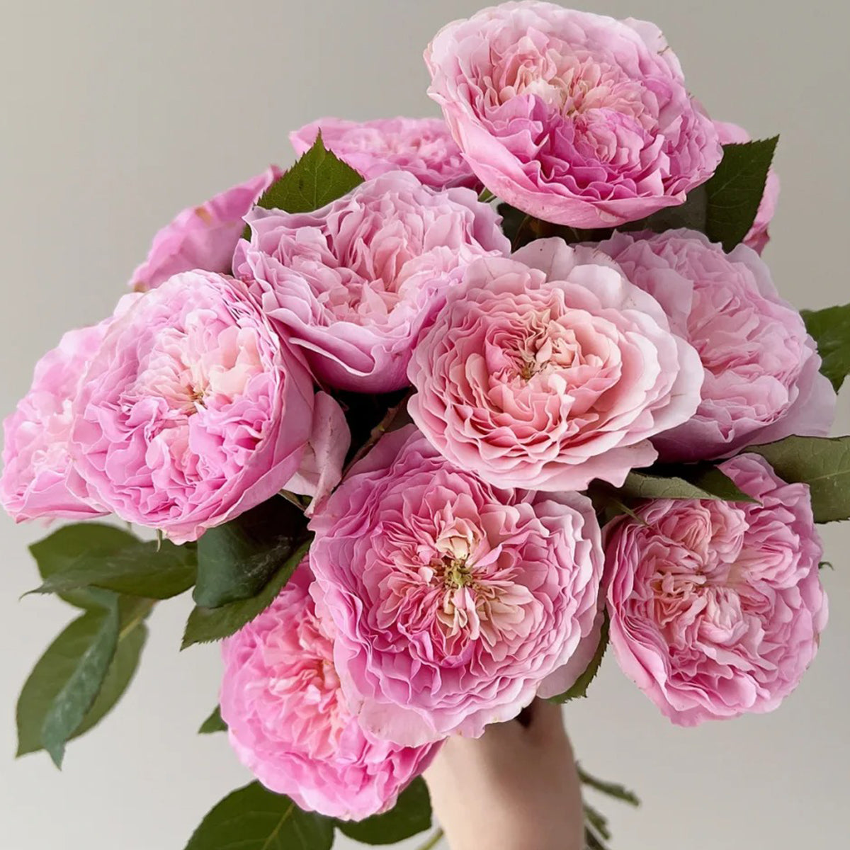 AUStew English Wedding Shrub Rose