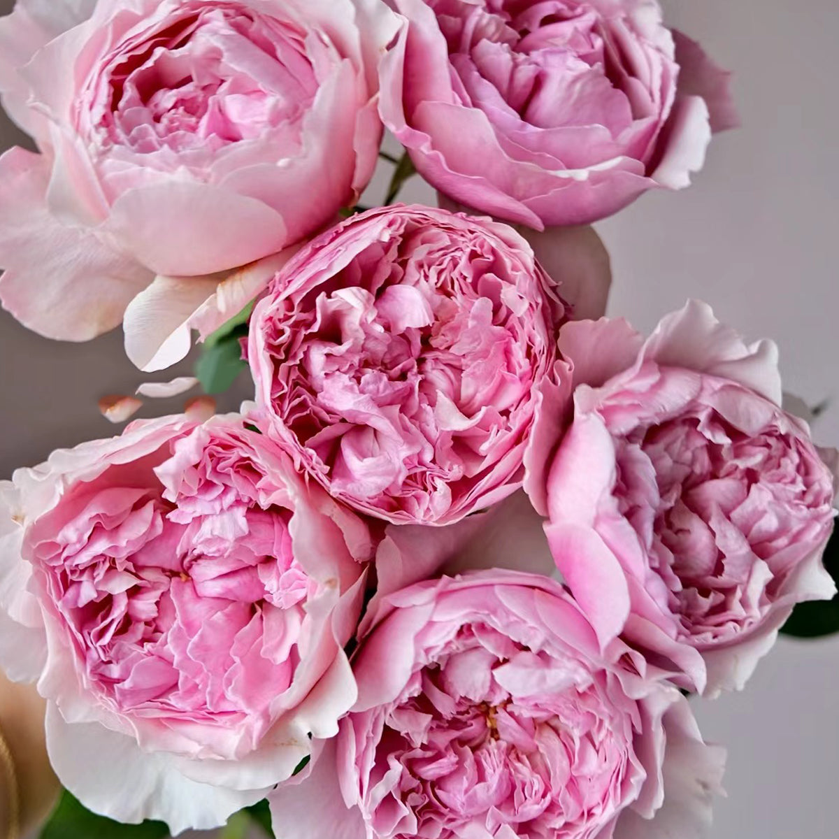 AUStew English Wedding Shrub Rose