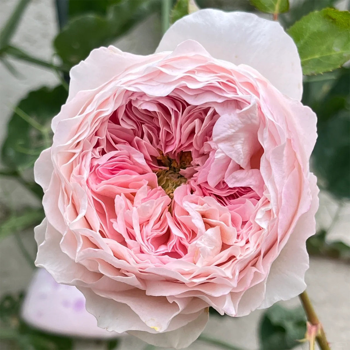 AUStew English Wedding Shrub Rose