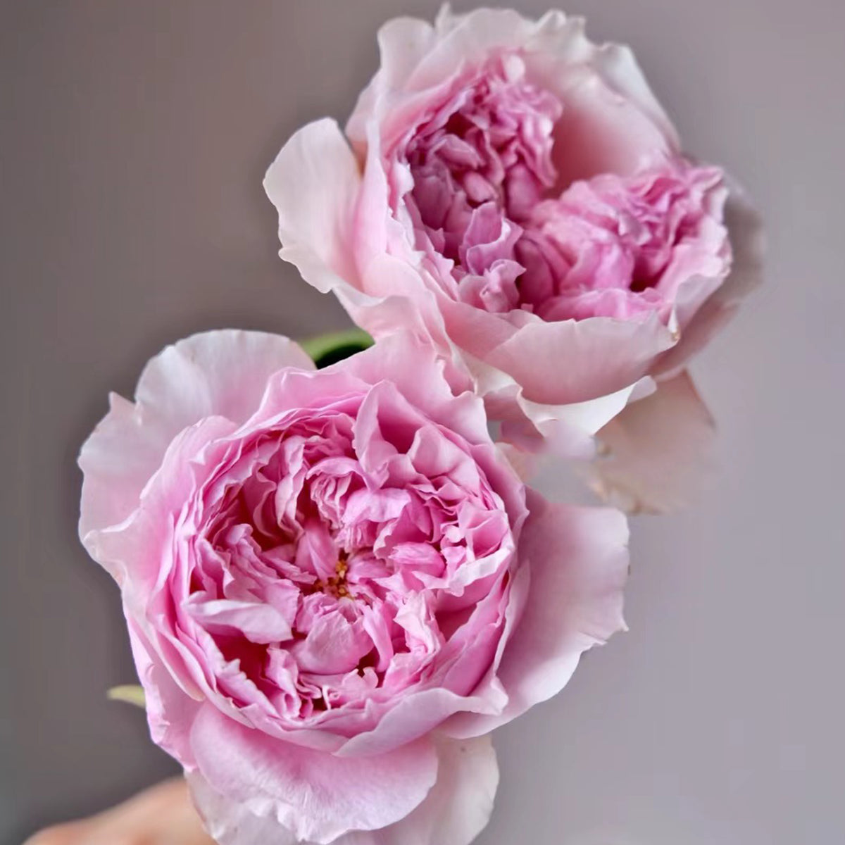 AUStew English Wedding Shrub Rose