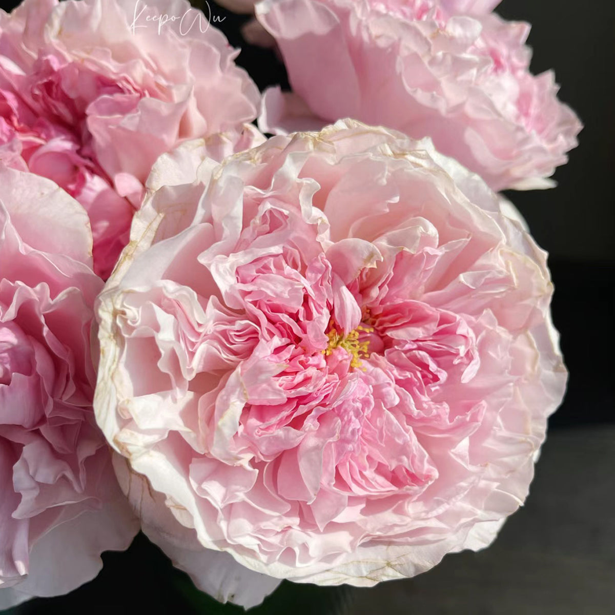 AUStew English Wedding Shrub Rose