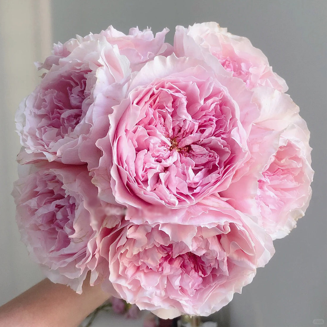 AUStew English Wedding Shrub Rose