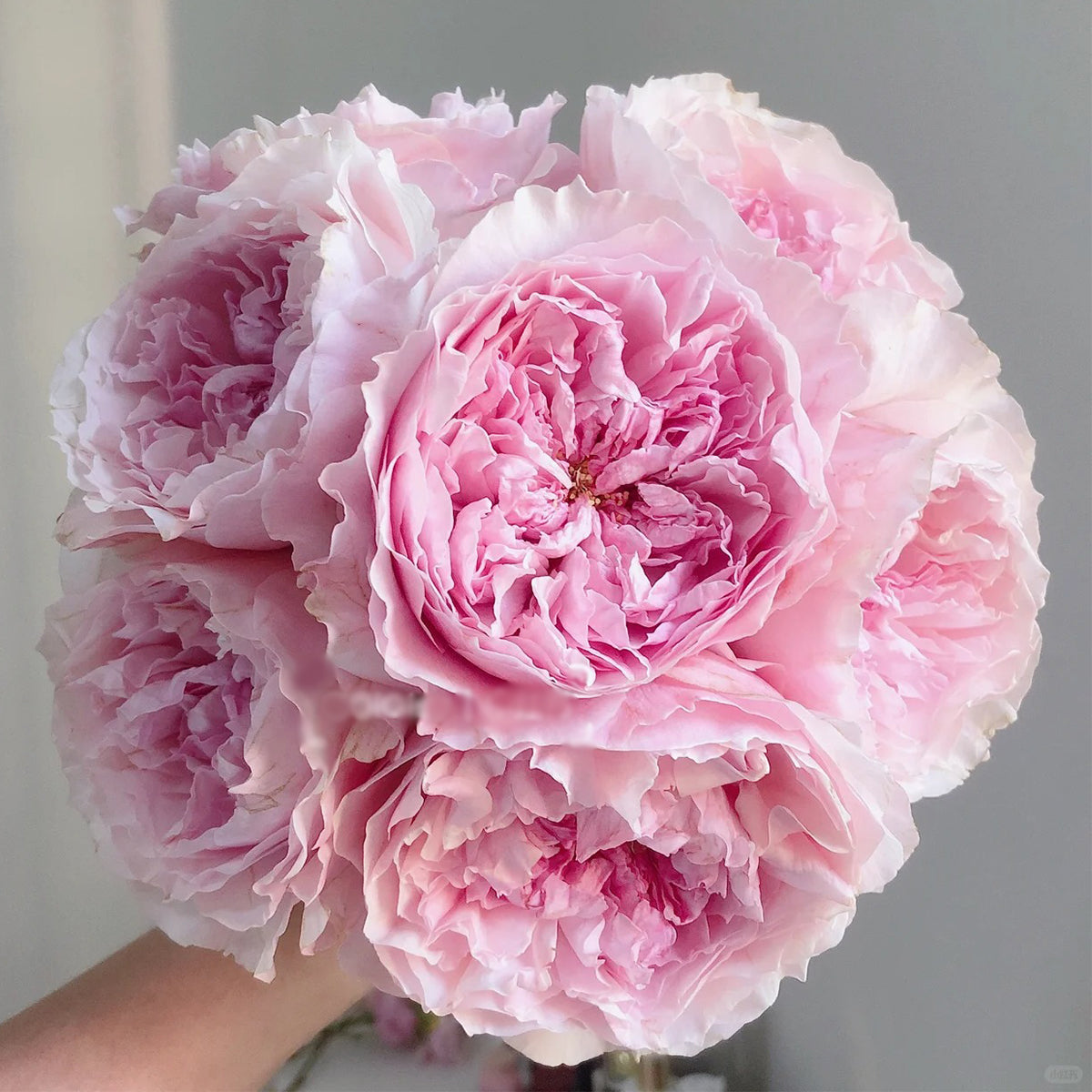 AUStew English Wedding Shrub Rose