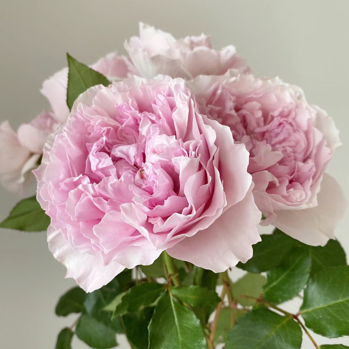 AUStew English Wedding Shrub Rose