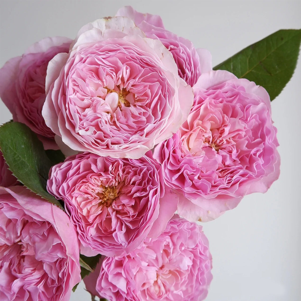 AUStew English Wedding Shrub Rose