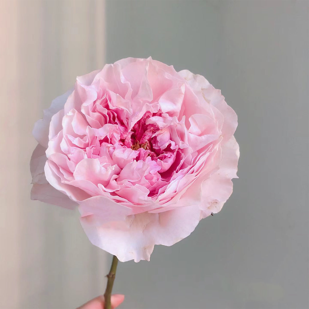 AUStew English Wedding Shrub Rose