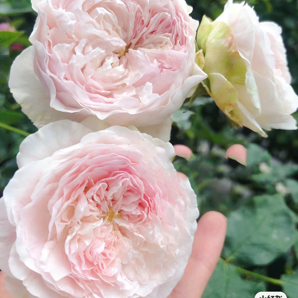 AUStew English Wedding Shrub Rose