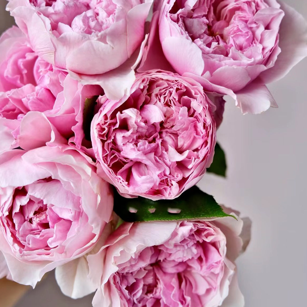 AUStew English Wedding Shrub Rose
