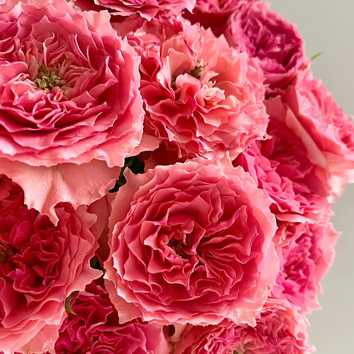 Rose Corona Japanese Florist Shrub Rose