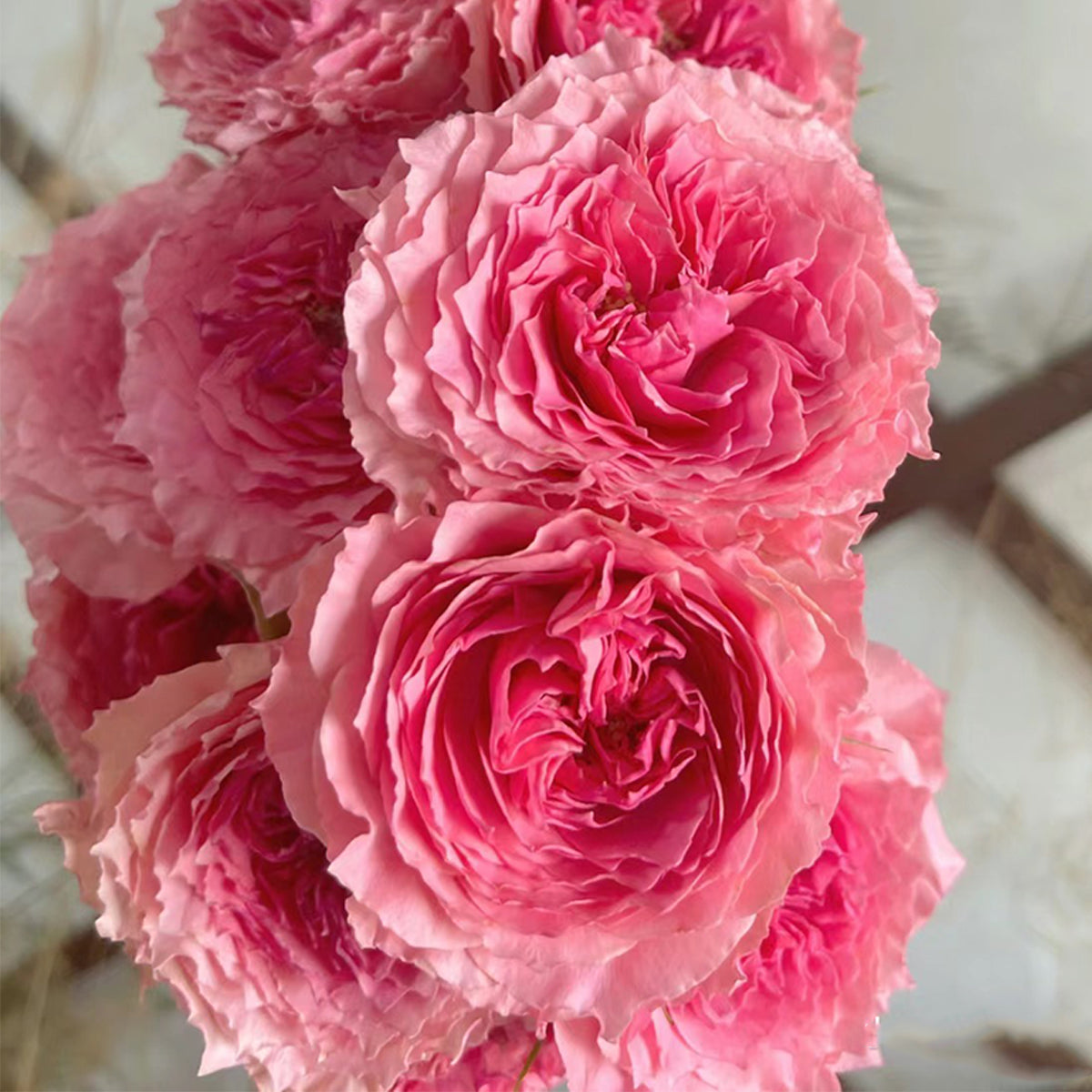 Rose Corona Japanese Florist Shrub Rose