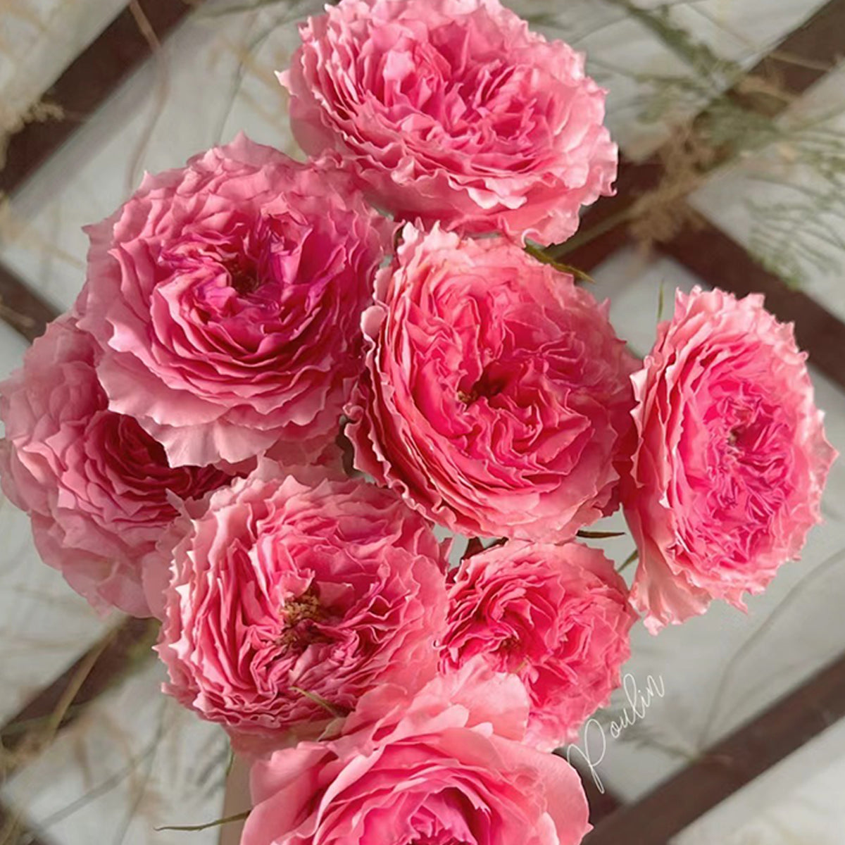 Rose Corona Japanese Florist Shrub Rose