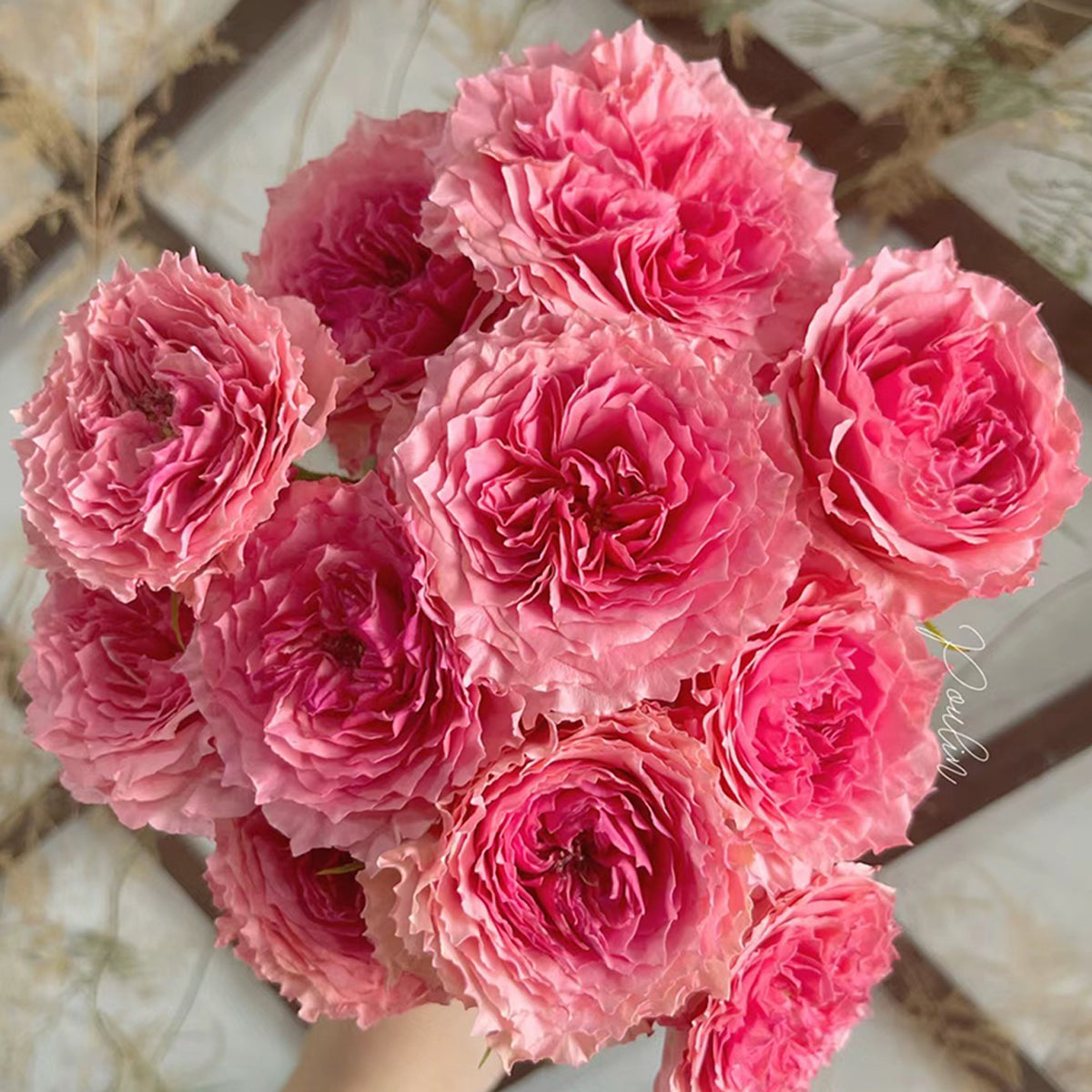 Rose Corona Japanese Florist Shrub Rose