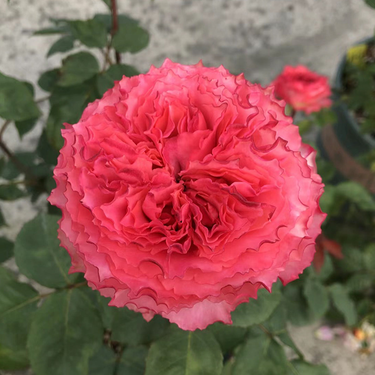 Rose Corona Japanese Florist Shrub Rose