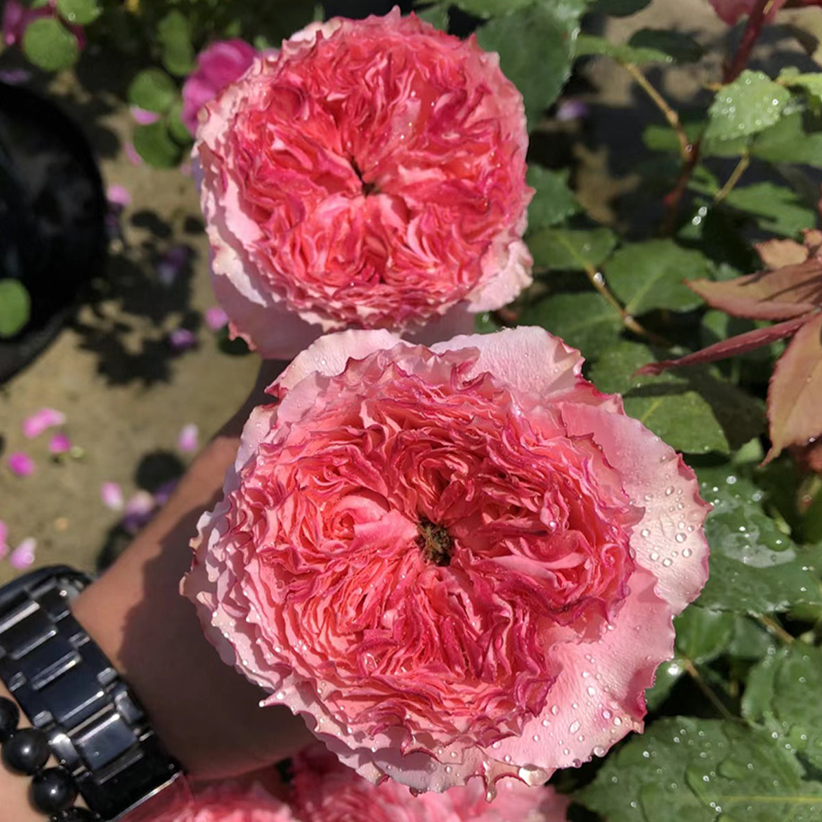 Rose Corona Japanese Florist Shrub Rose