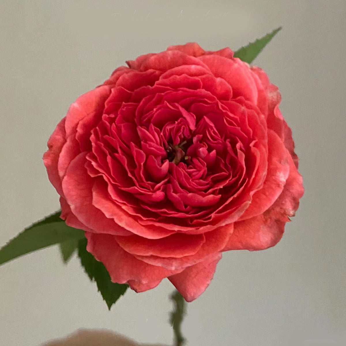 Rose Corona Japanese Florist Shrub Rose