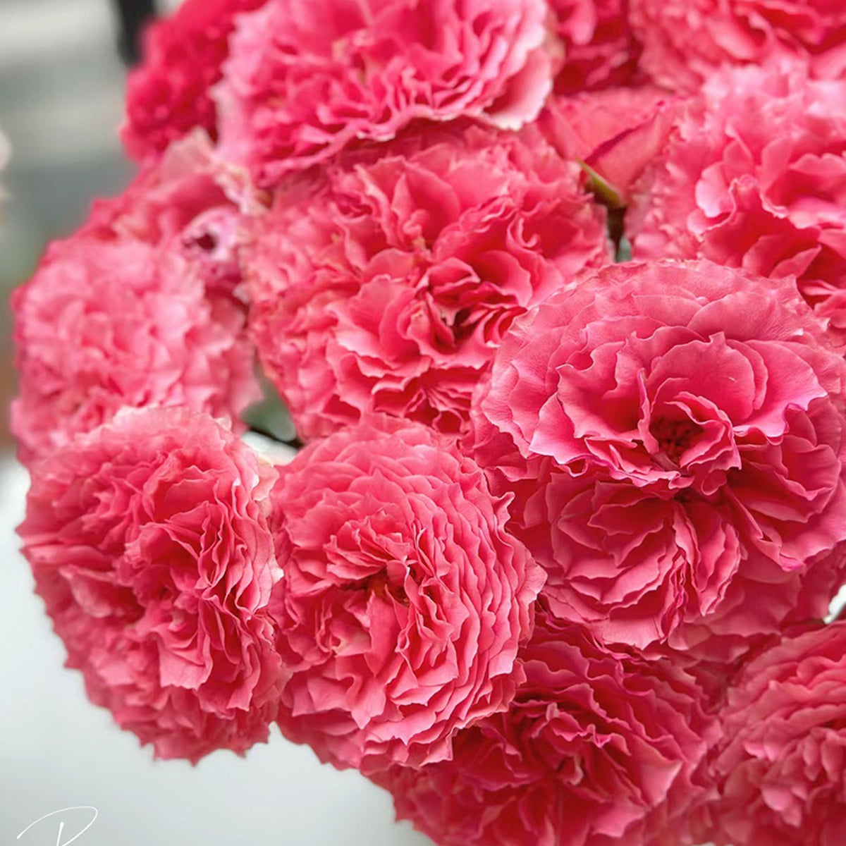 Rose Corona Japanese Florist Shrub Rose