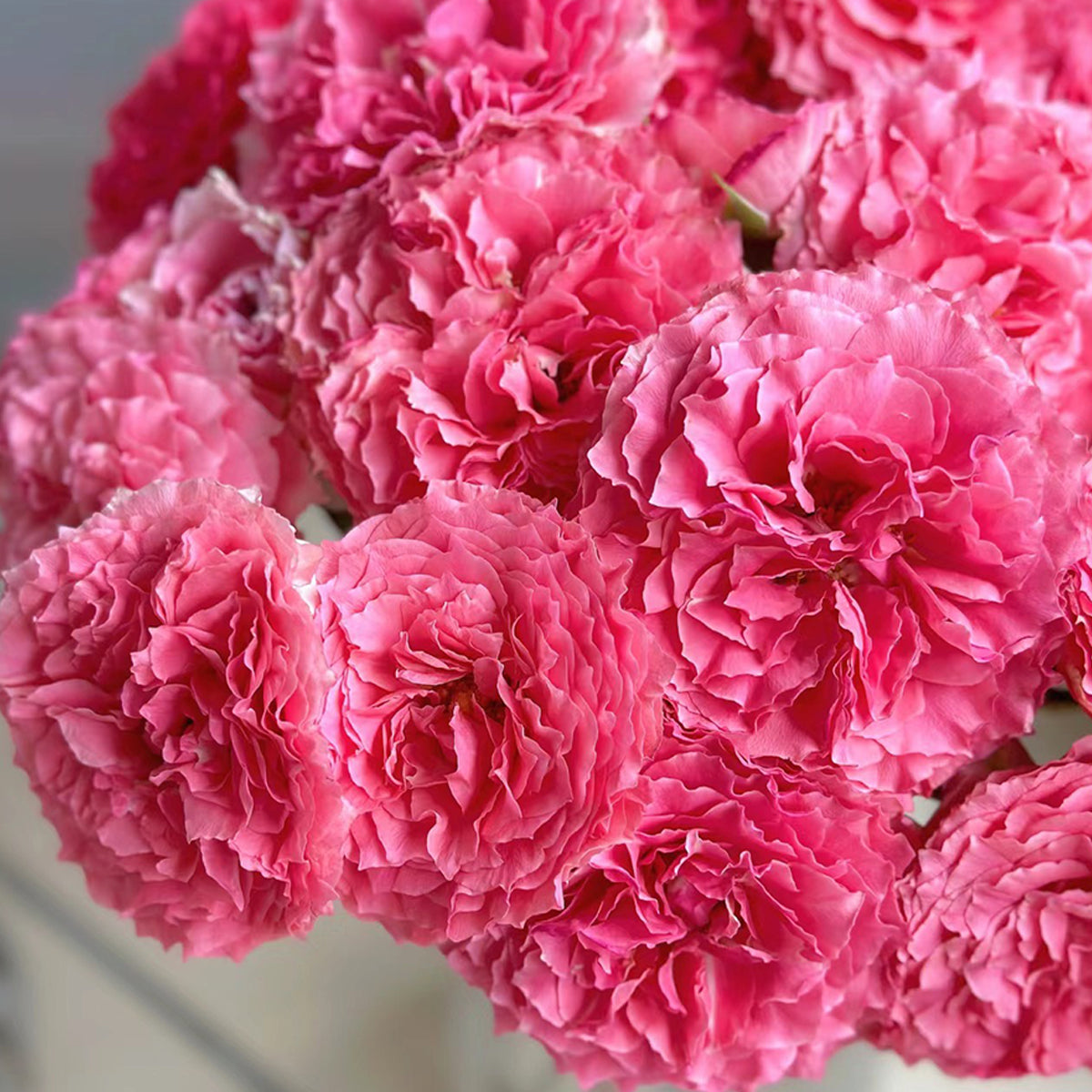 Rose Corona Japanese Florist Shrub Rose