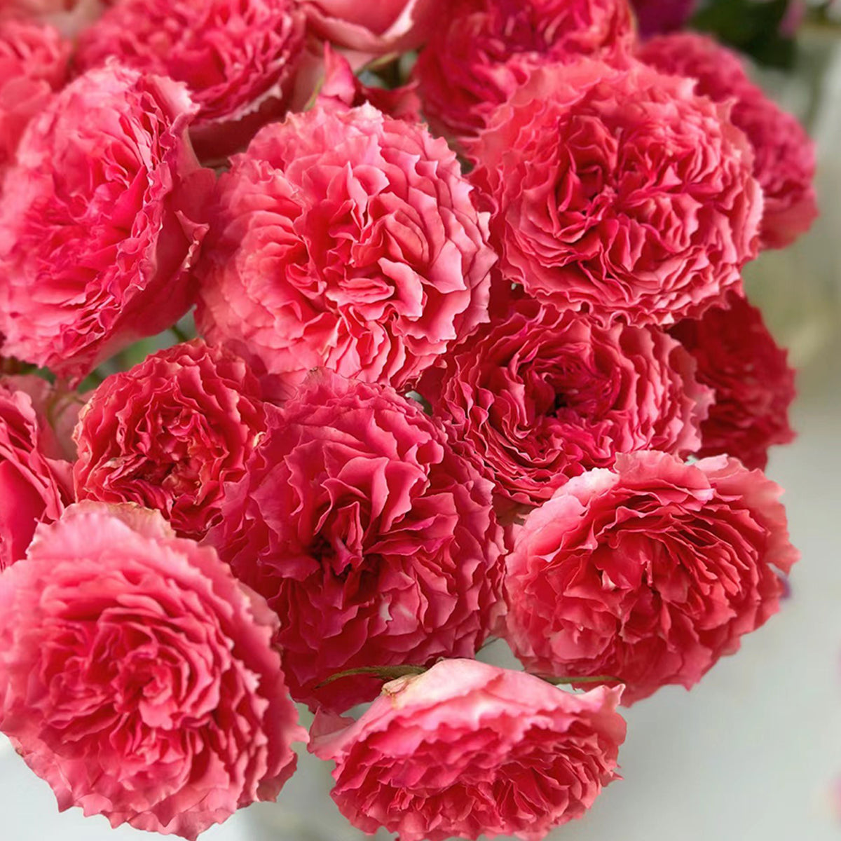 Rose Corona Japanese Florist Shrub Rose