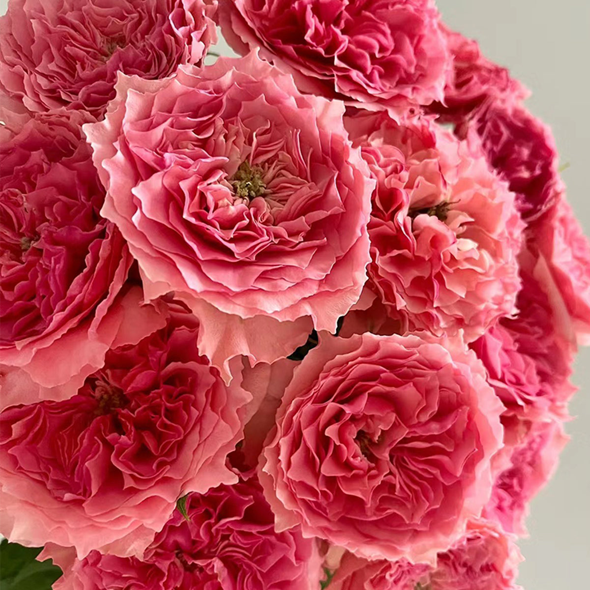 Rose Corona Japanese Florist Shrub Rose