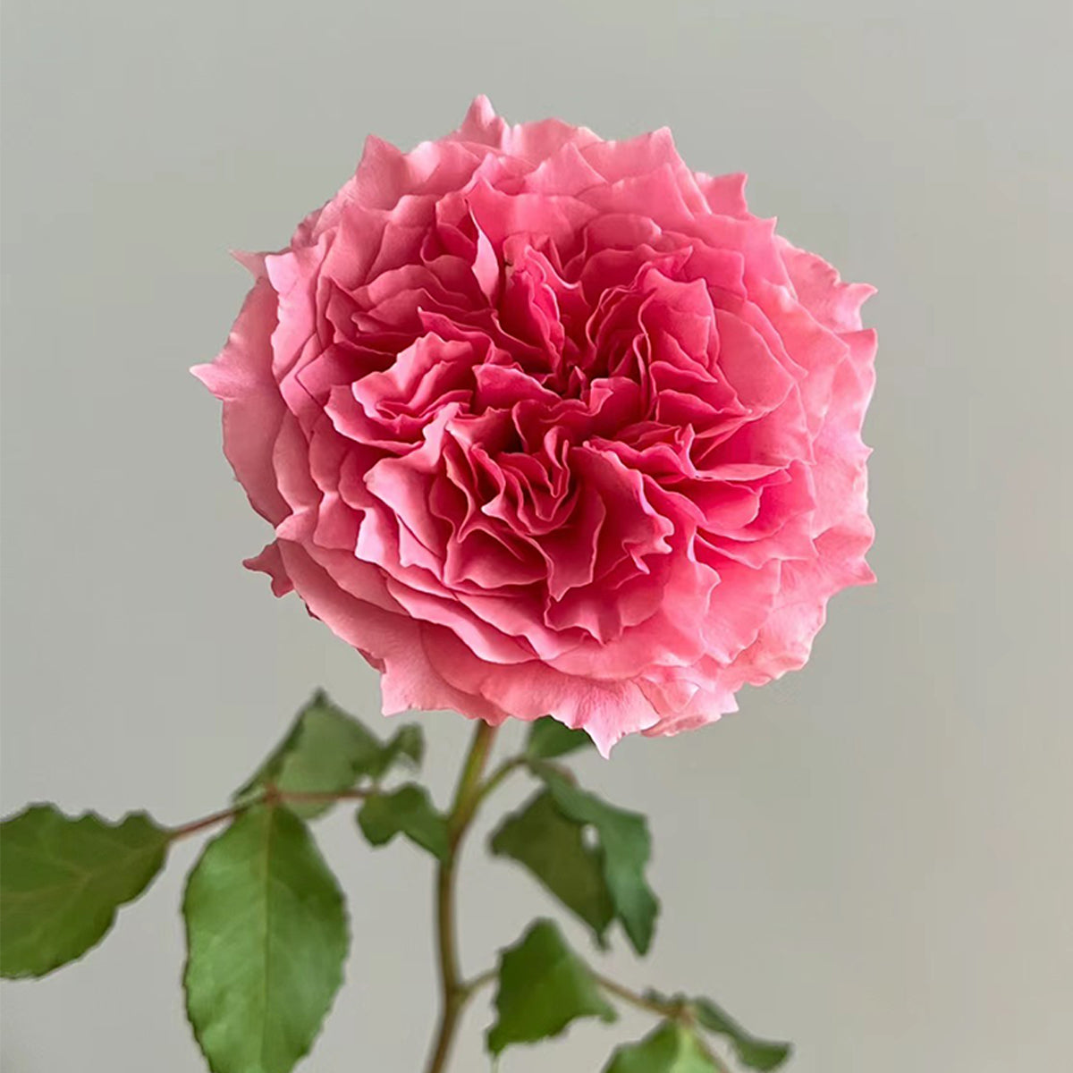 Rose Corona Japanese Florist Shrub Rose
