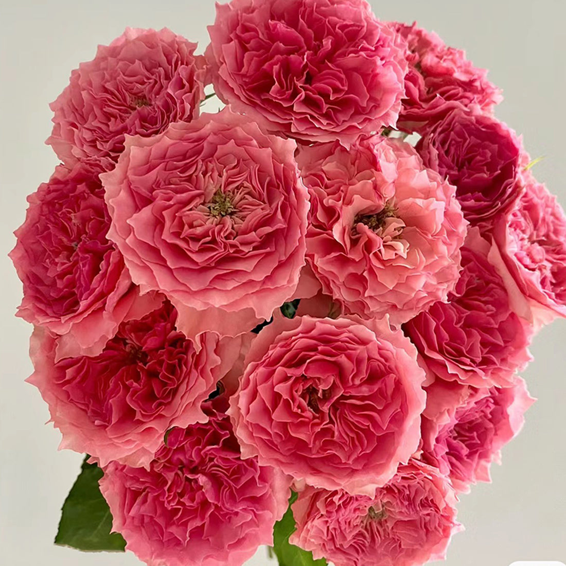 Rose Corona Japanese Florist Shrub Rose