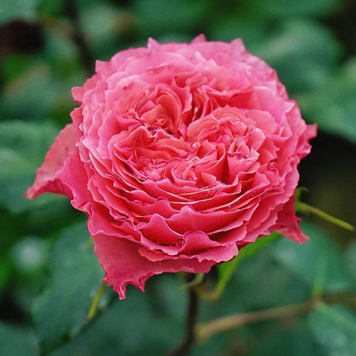 Rose Corona Japanese Florist Shrub Rose