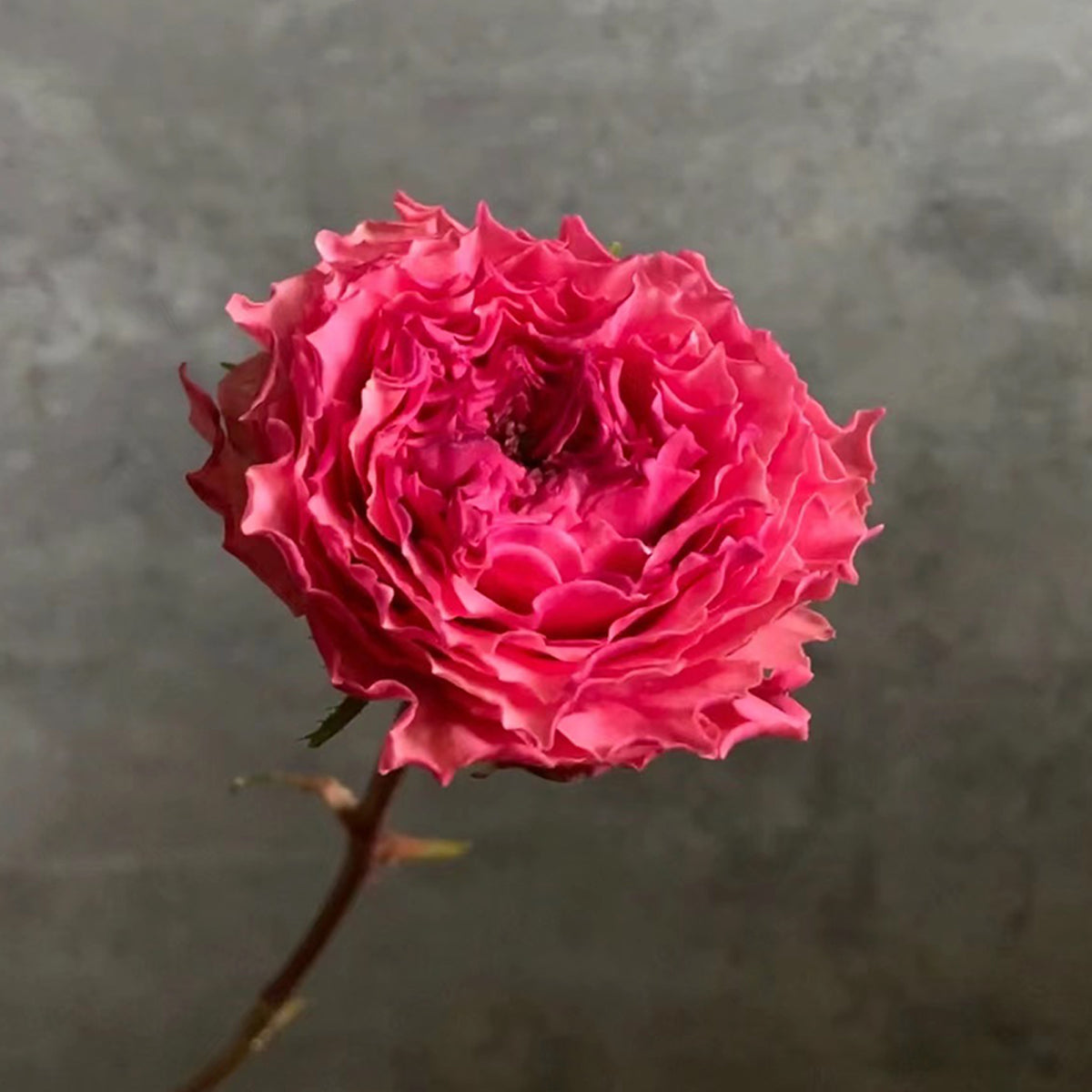 Rose Corona Japanese Florist Shrub Rose
