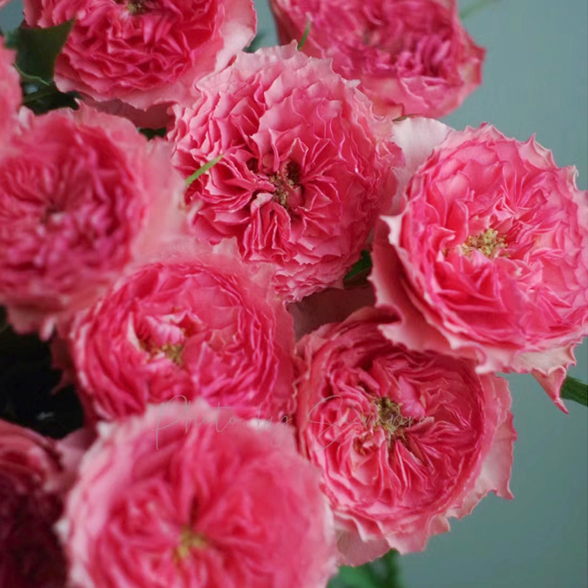 Rose Corona Japanese Florist Shrub Rose