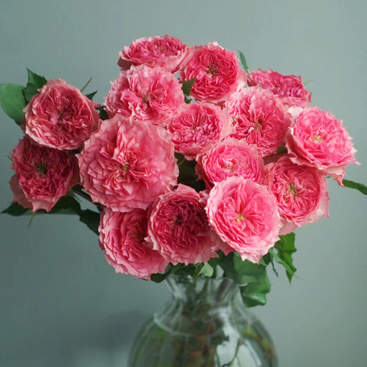Rose Corona Japanese Florist Shrub Rose