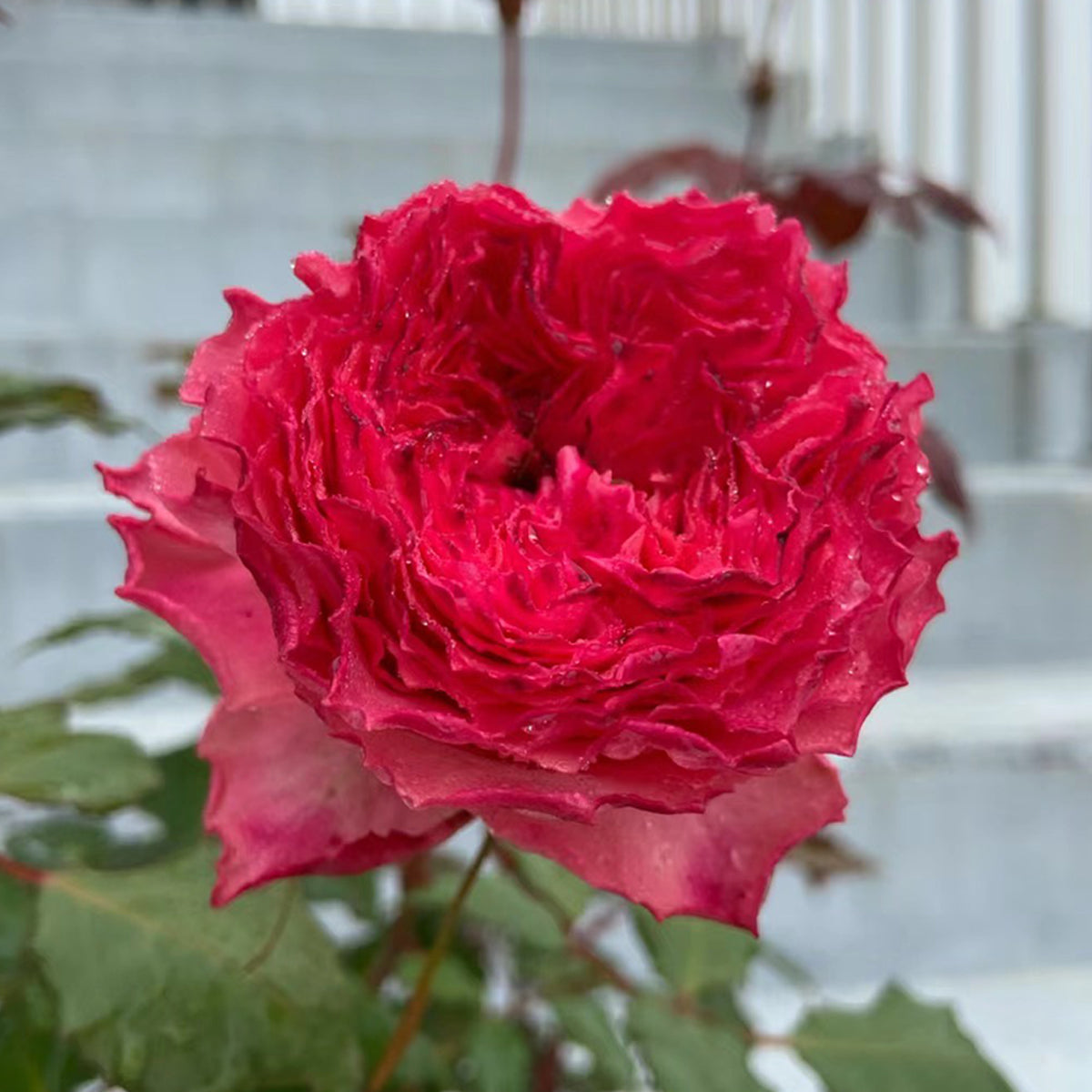 Rose Corona Japanese Florist Shrub Rose