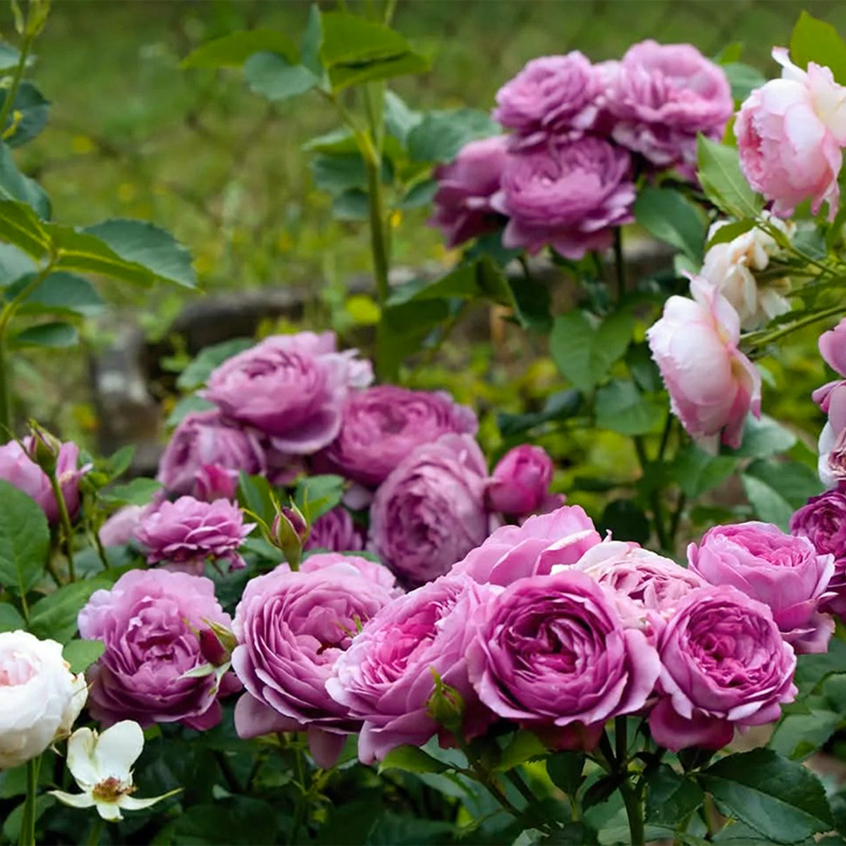 Rose Thelma French Florist Shrub Rose