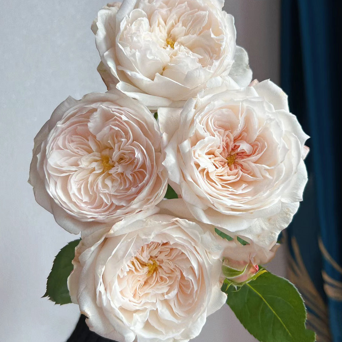 Rose de Lune Japanese Garden Shrub Rose