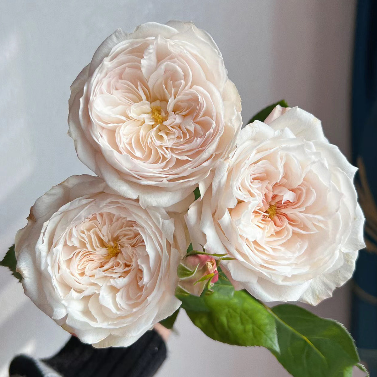 Rose de Lune Japanese Garden Shrub Rose