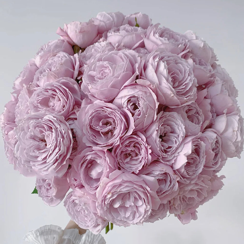 Roselyne Japanese Florist Shrub Rose