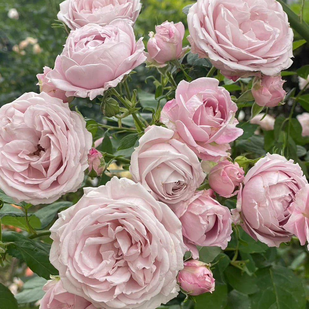 Roselyne Japanese Florist Shrub Rose