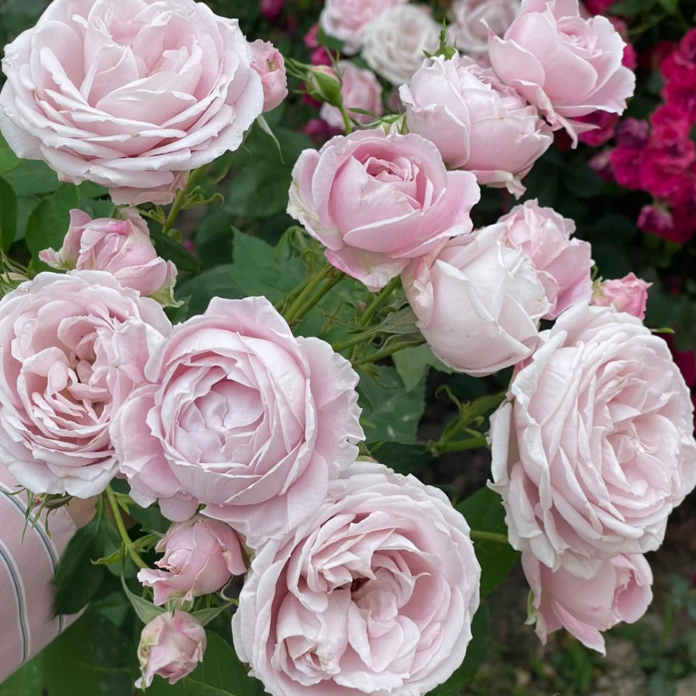 Roselyne Japanese Florist Shrub Rose