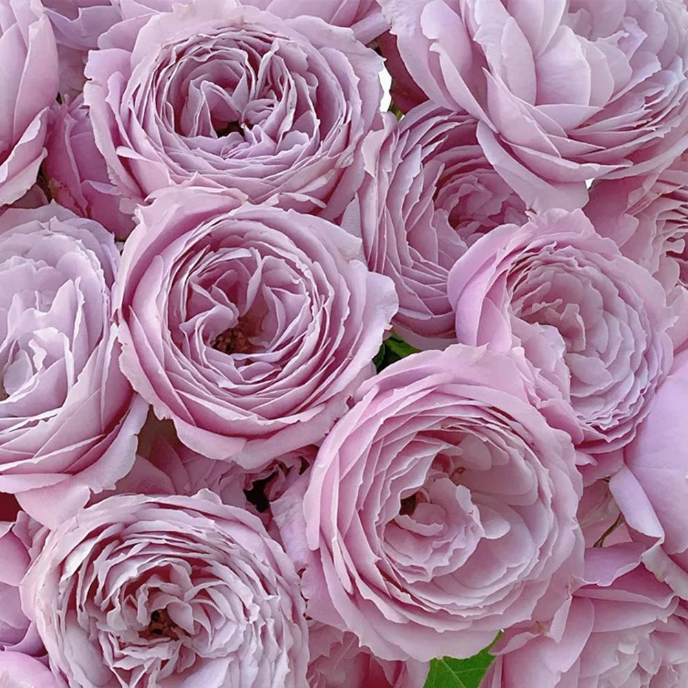 Roselyne Japanese Florist Shrub Rose