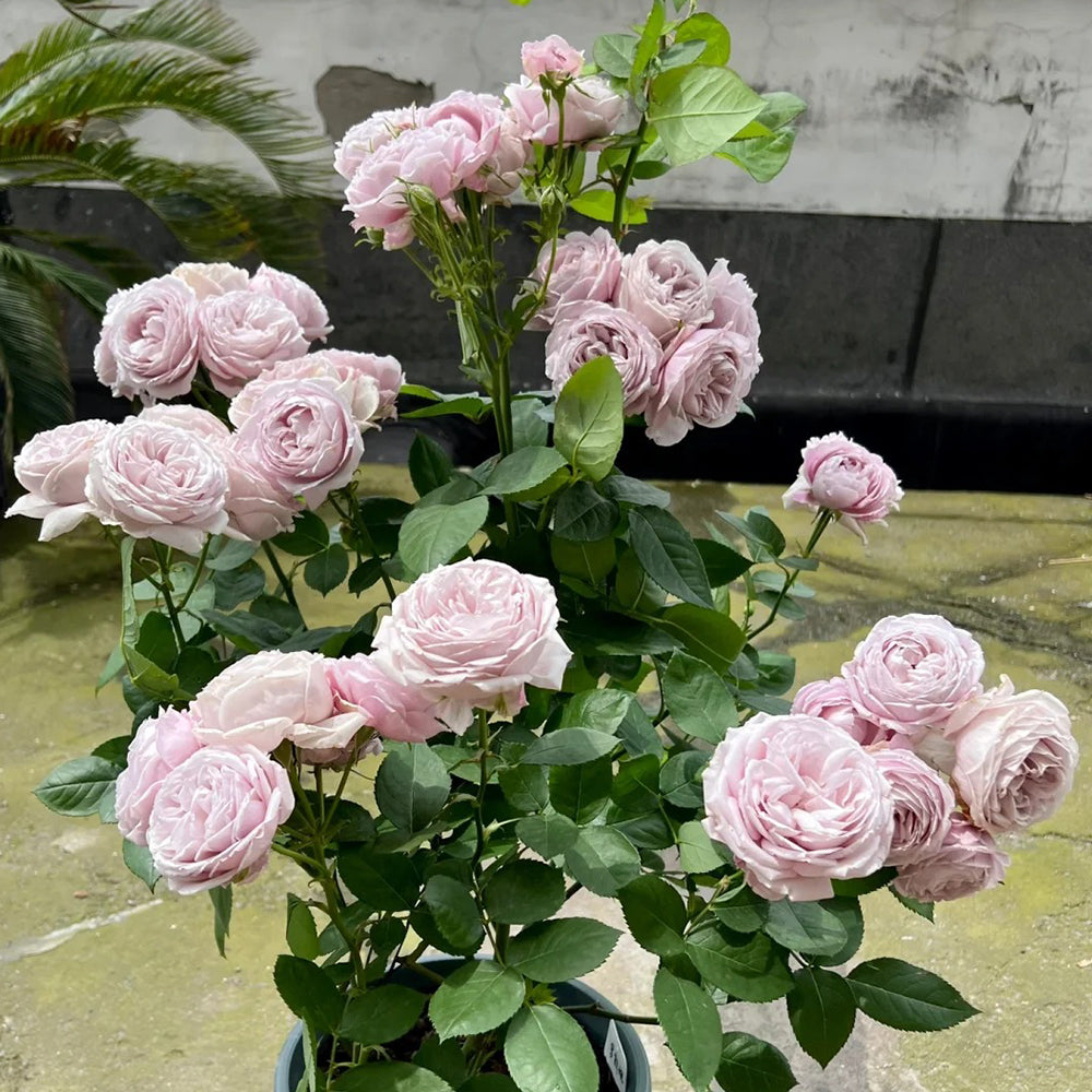 Roselyne Japanese Florist Shrub Rose