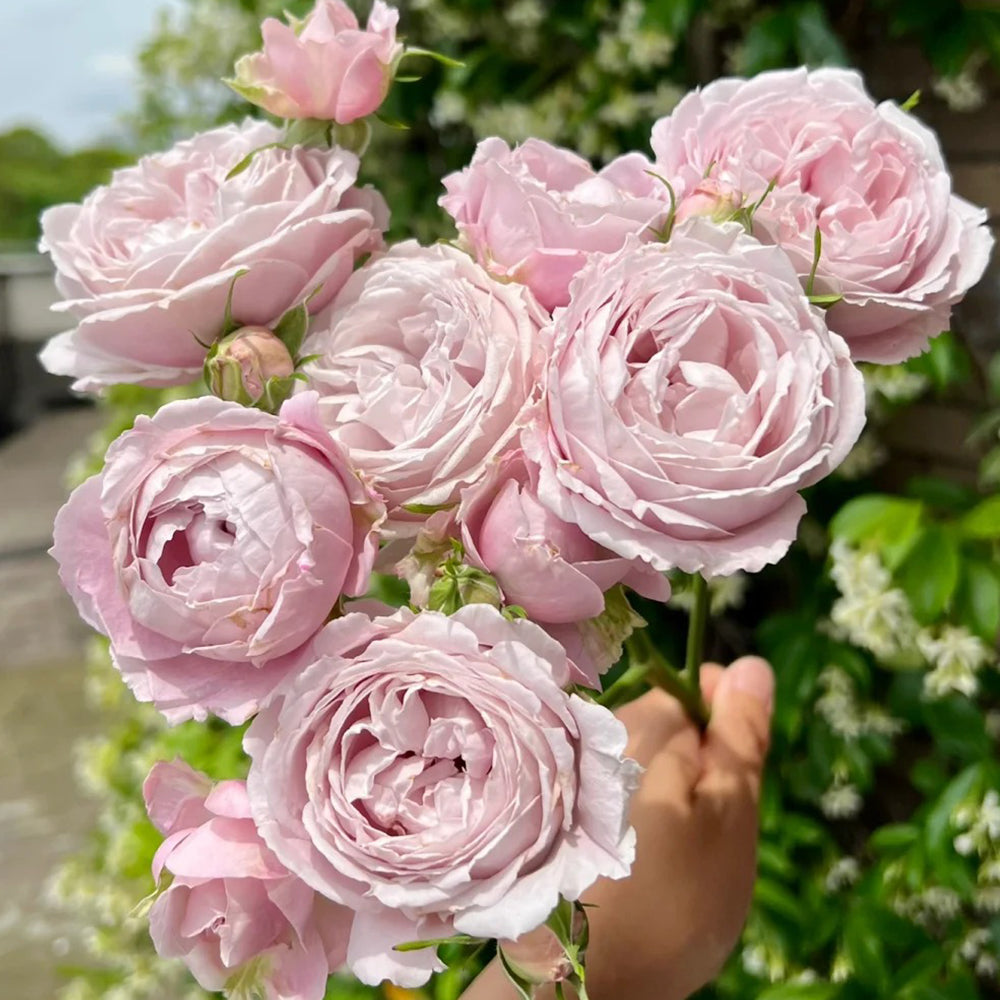 Roselyne Japanese Florist Shrub Rose