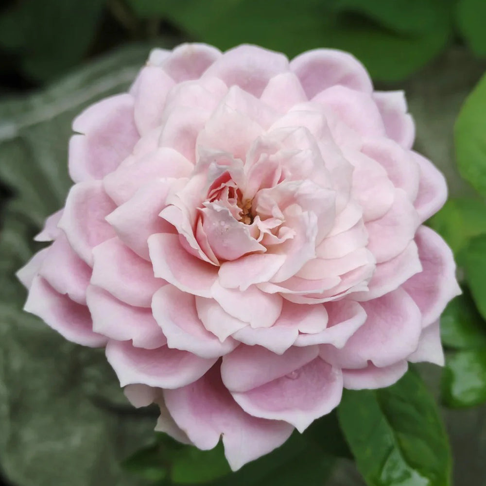 Roselyne Japanese Florist Shrub Rose