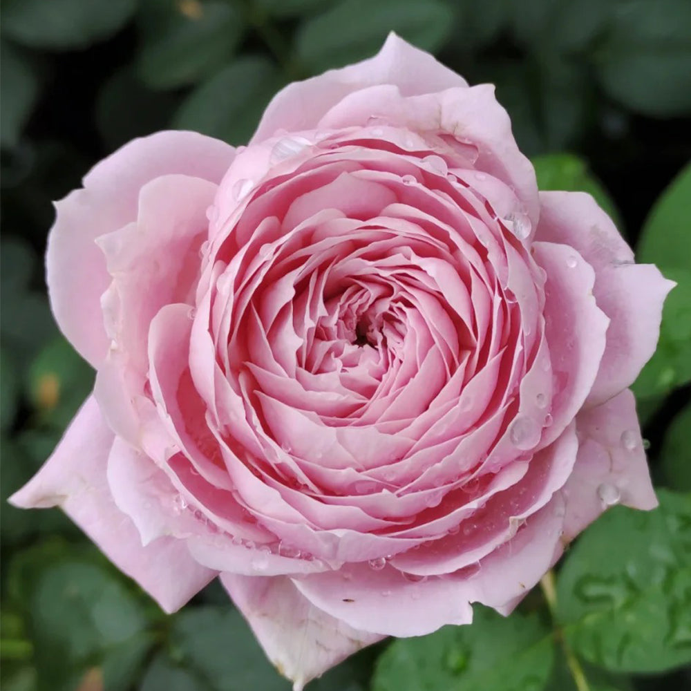 Roselyne Japanese Florist Shrub Rose