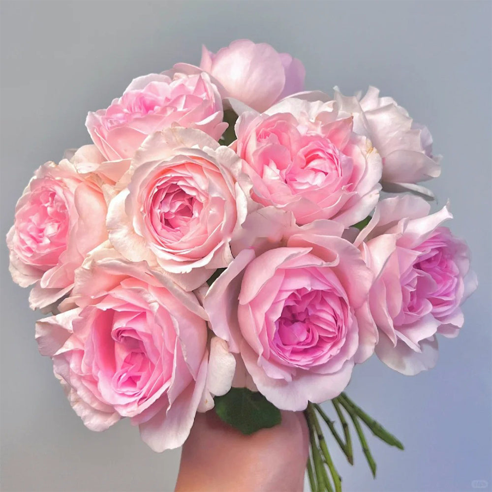 Roselyne Japanese Florist Shrub Rose