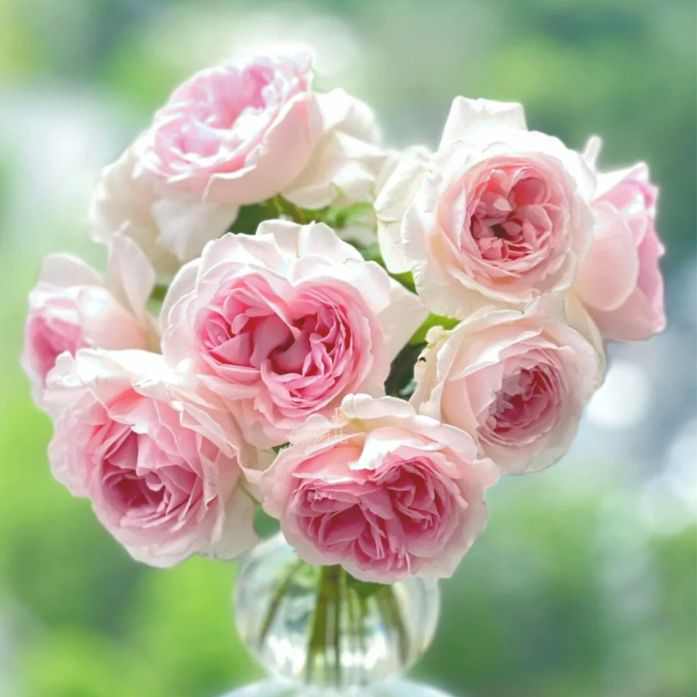 Roselyne Japanese Florist Shrub Rose