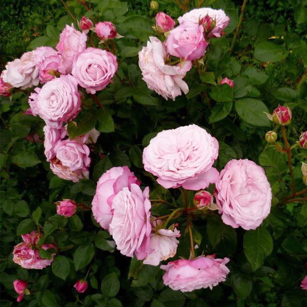 Rosenfaszination German Florist Shrub Rose