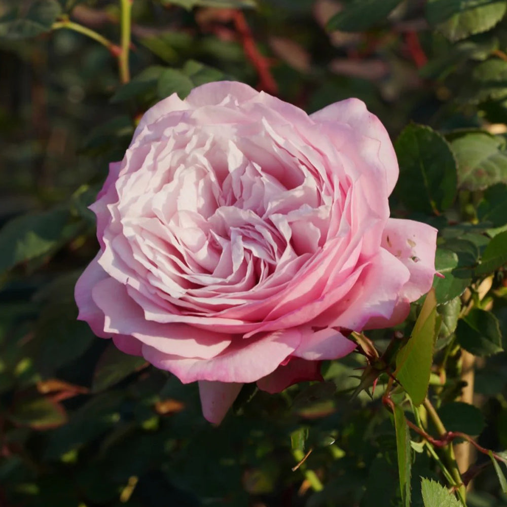Rosenfaszination German Florist Shrub Rose