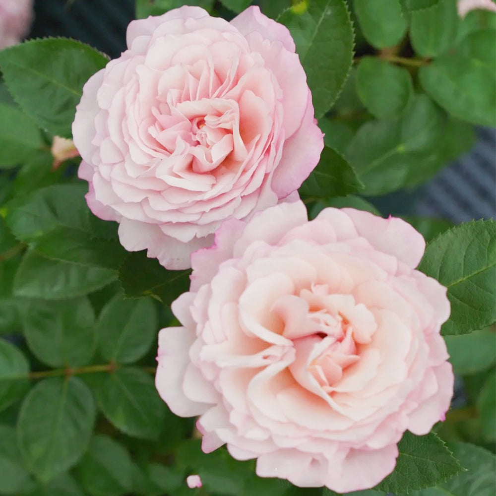 Rosenfaszination German Florist Shrub Rose