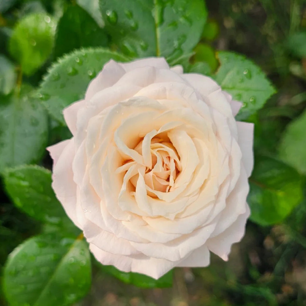 Rosenfaszination German Florist Shrub Rose