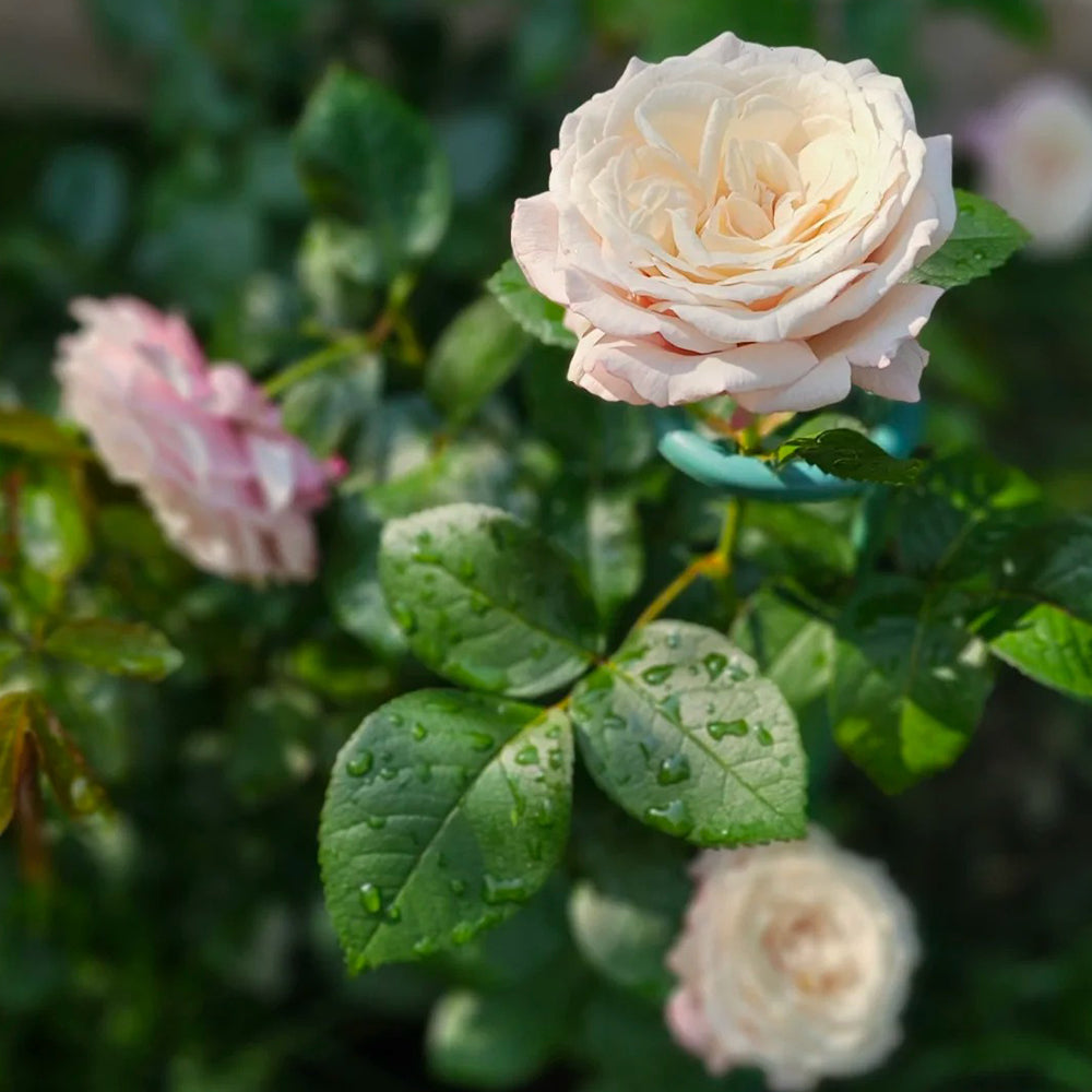 Rosenfaszination German Florist Shrub Rose